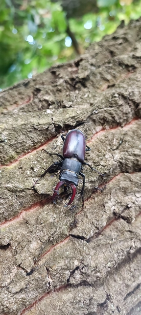 Lucanus cervus - nagy szarvasbogár