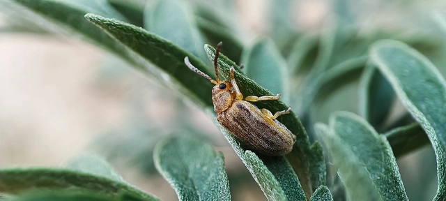 Ophraella communa - parlagfű-olajosbogár