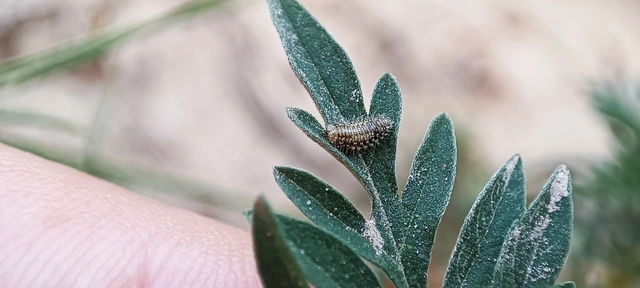 Ophraella communa - parlagfű-olajosbogár