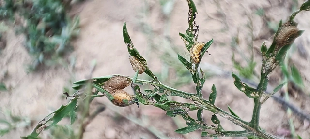Ophraella communa - parlagfű-olajosbogár