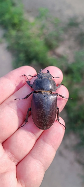Lucanus cervus - nagy szarvasbogár