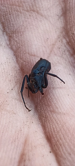 Formicidae - hangyafélék