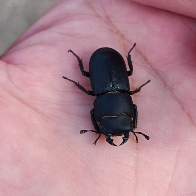Dorcus parallelipipedus - kis szarvasbogár