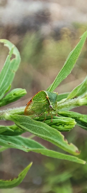 Stictocephala bisonia - bivalykabóca