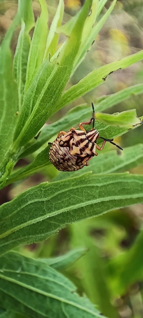 Carpocoris Carpocoris