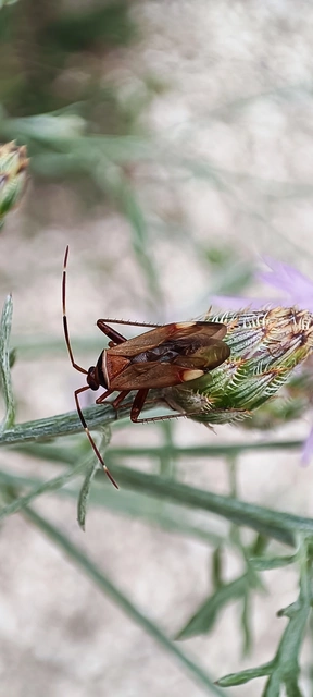 Adelphocoris vandalicus - feketevállú mezeipoloska