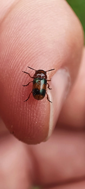 Coptocephala unifasciata - sárgalábú hullóbogár