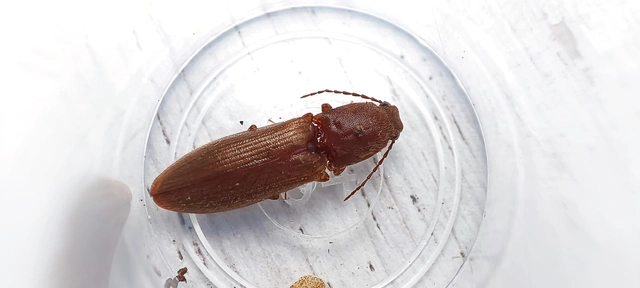 Elateridae - pattanóbogárfélék