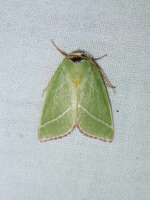 Pseudoips prasinana - bükkfa-zöldbagoly