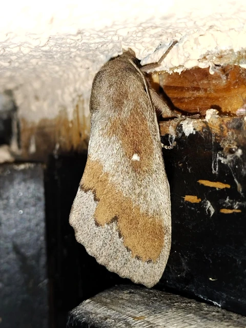 Dendrolimus pini - fenyőpohók