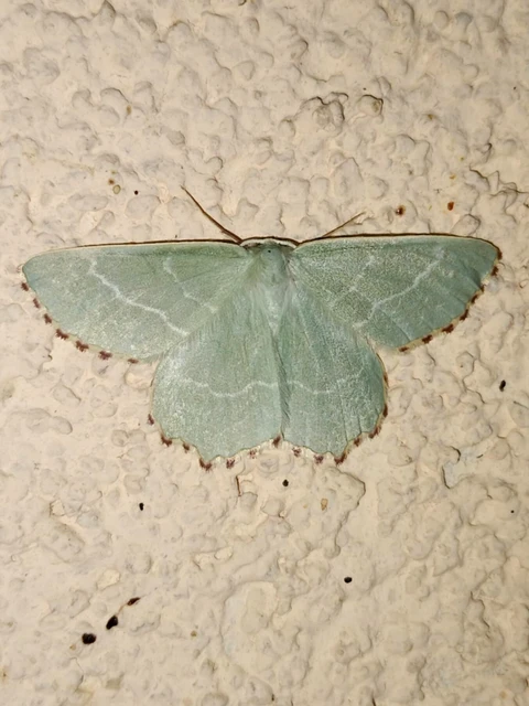 Thalera fimbrialis - csipkésszélű zöldaraszoló
