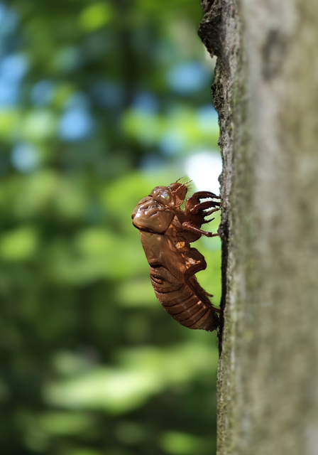 Tibicina haematodes - óriás-énekeskabóca