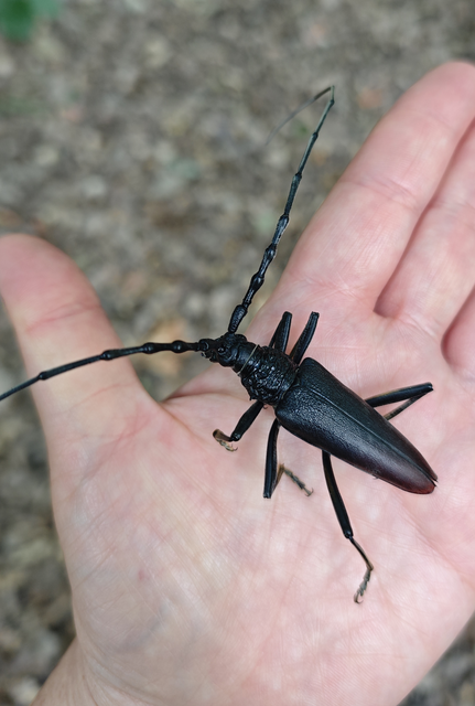 Cerambyx cerdo - nagy hőscincér