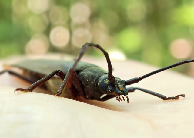 Aegosoma scabricorne - diófacincér
