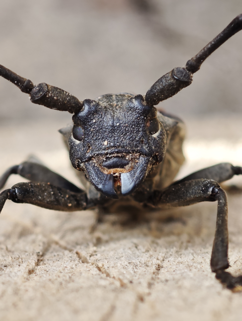 Morimus asper funereus - gyászcincér
