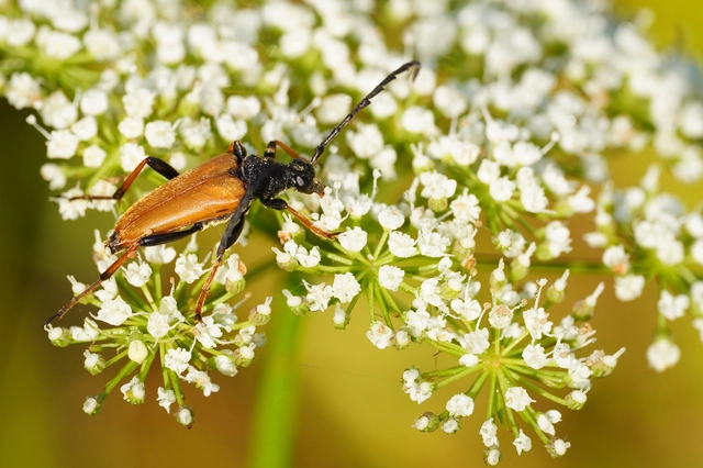 Stictoleptura rubra - vörös virágcincér