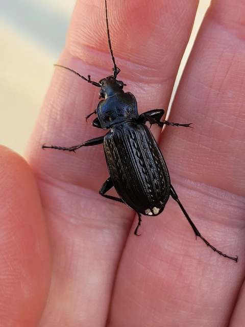 Carabus granulatus - mezei futrinka