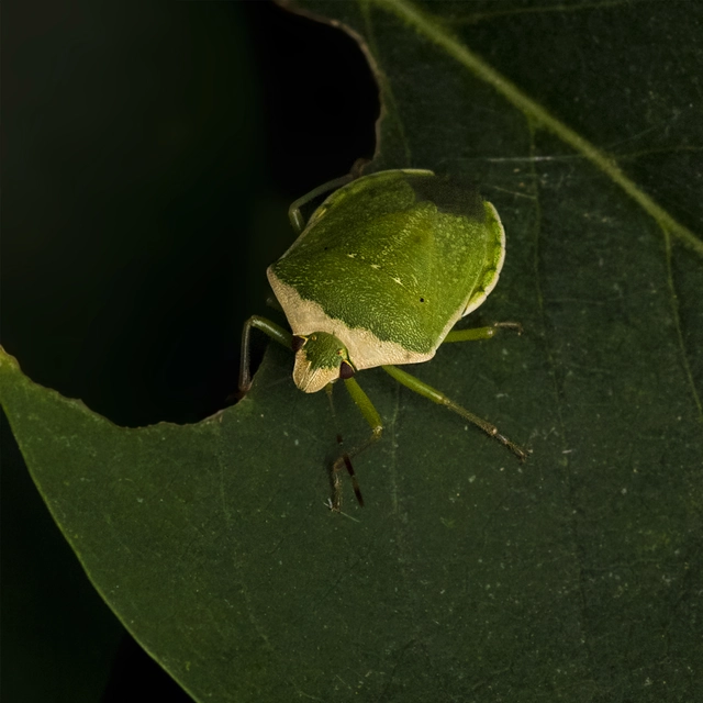 Nezara viridula - zöld vándorpoloska