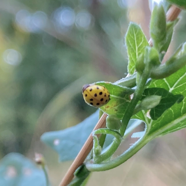 Psyllobora vigintiduopunctata - huszonkétpettyes katica