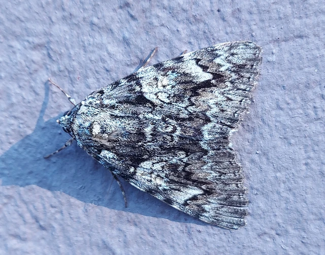 Catocala promissa - kis tölgyfa-övesbagoly