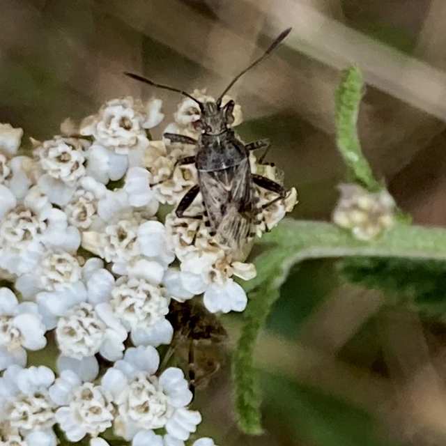 Rhopalidae - üvegpoloskák