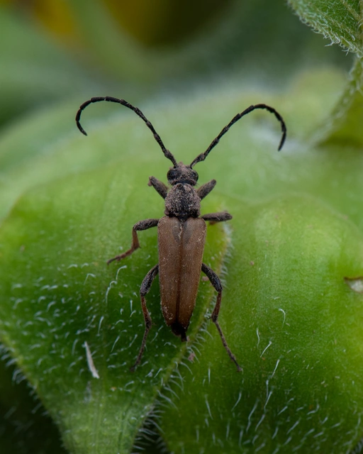 Stictoleptura rubra - vörös virágcincér