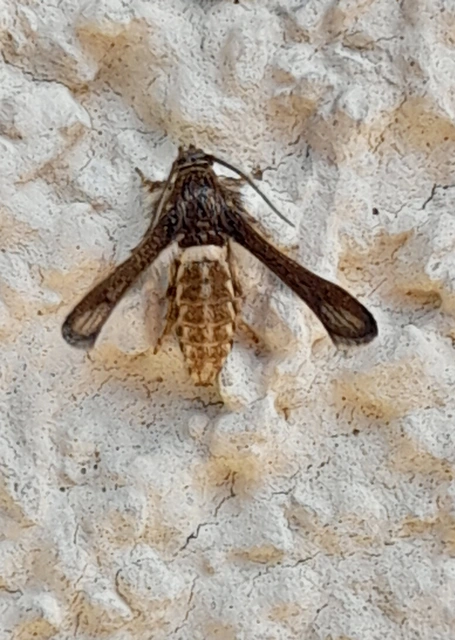 Microsphecia brosiformis - folyófűszitkár