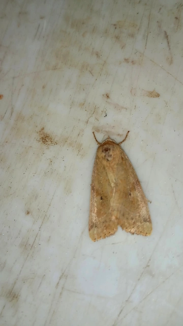 Cosmia trapezina - közönséges lombbagoly