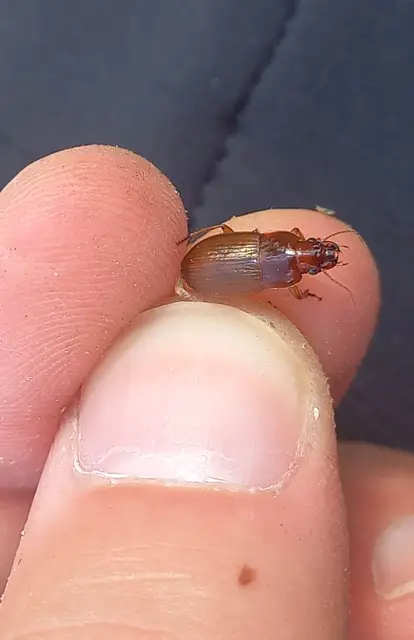 Harpalus