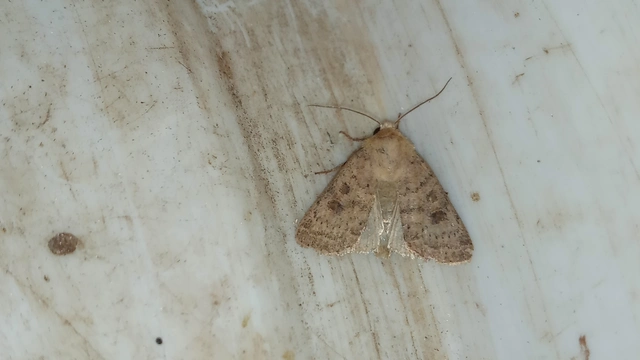 Hoplodrina octogenaria - barna selymesbagoly