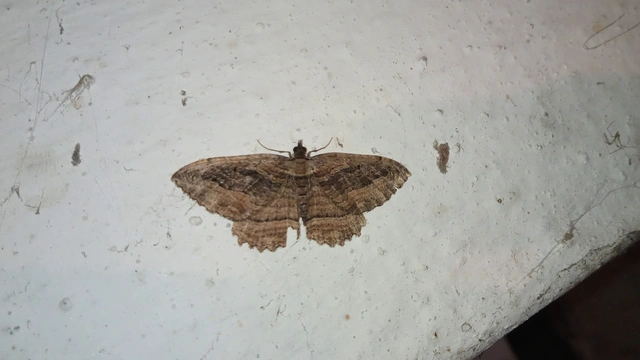 Philereme transversata - varjútövis-araszoló