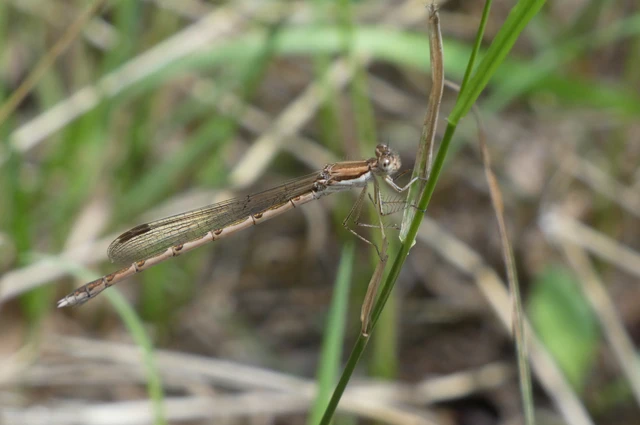 Sympecma fusca - téli rablószitakötő