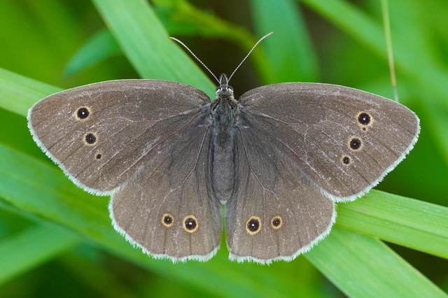 Aphantopus hyperanthus - közönséges ökörszemlepke