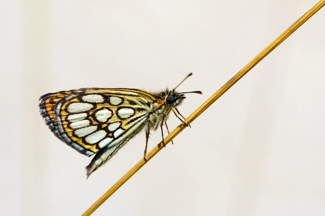 Heteropterus morpheus - tükrös busalepke