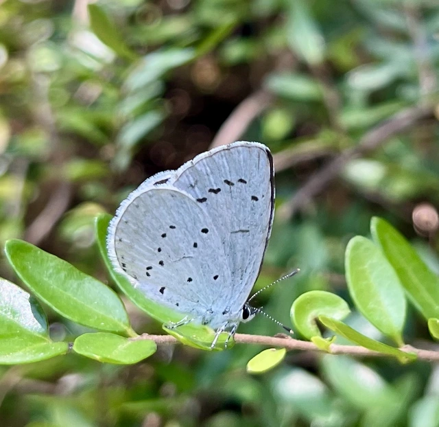 Celastrina argiolus - bengeboglárka