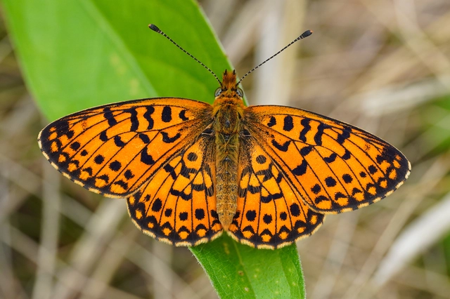 Boloria selene - fakó gyöngyházlepke
