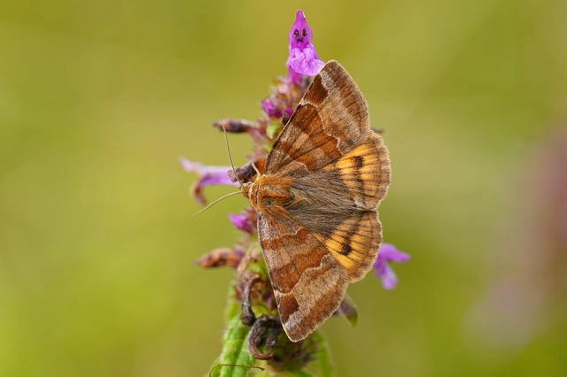 Euclidia glyphica - közönséges nappalibagoly