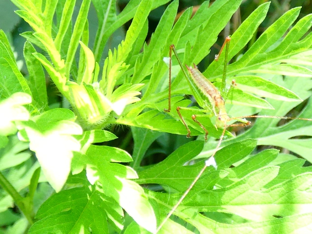 Leptophyes albovittata - közönséges virágszöcske