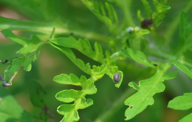 Ophraella communa - parlagfű-olajosbogár