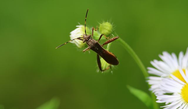 Camptopus lateralis - görbelábú karimáspoloska