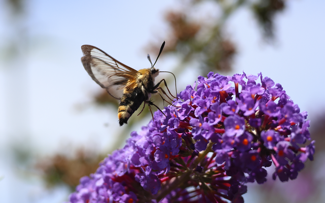 Hemaris tityus - pöszörszender Hemaris tityus - pöszörszender