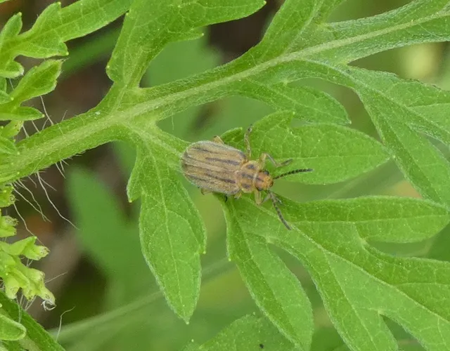 Ophraella communa - parlagfű-olajosbogár