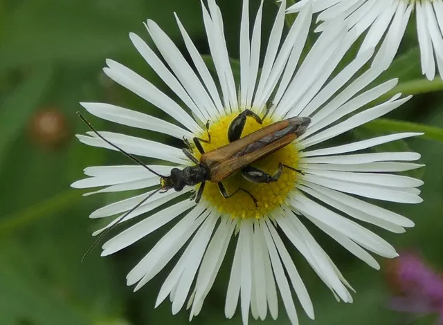Oedemera femorata - sárgahátú álcincér