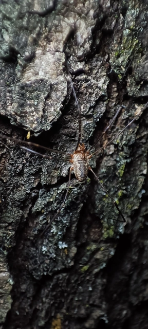 Opiliones - Kaszáspókok