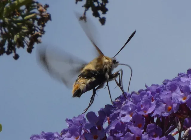 pöszörszender - Hemaris tityus