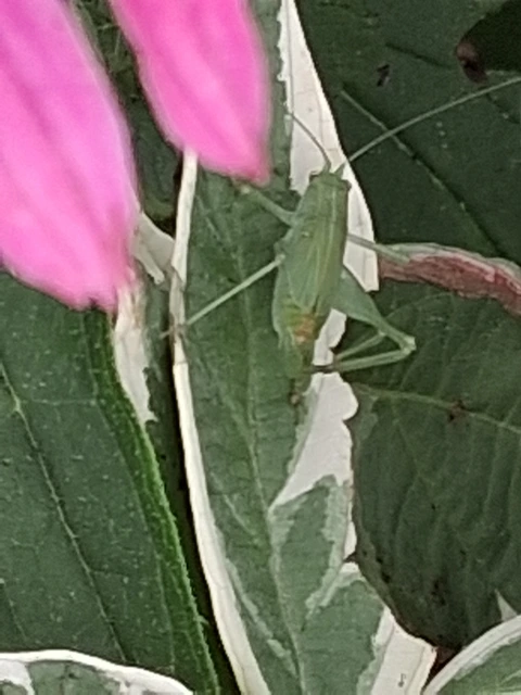 Phaneroptera