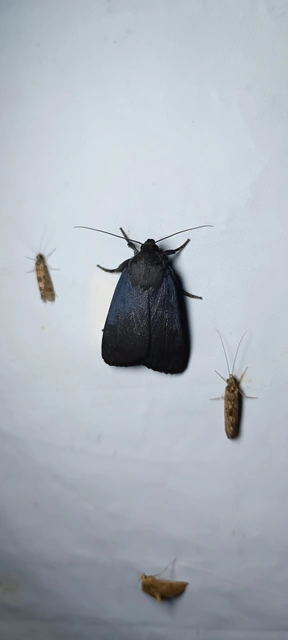 Amphipyra livida - zsírfényű bagoly