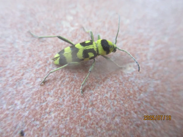 Chlorophorus varius - díszes darázscincér Chlorophorus varius - díszes darázscincér