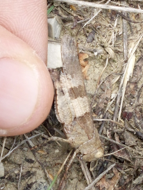 Oedipoda caerulescens - kékszárnyú sáska
