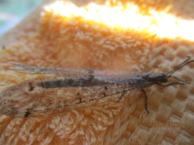 Distoleon tetragrammicus - négyfoltos hangyaleső
